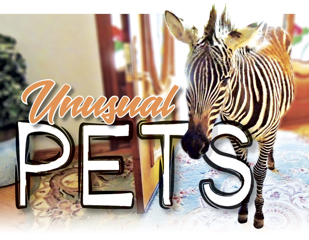 Unusual Pets